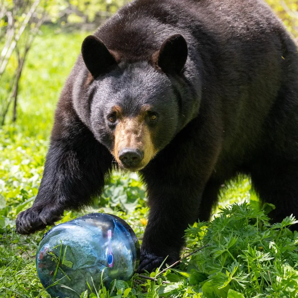 BearVault 450 - Image 3